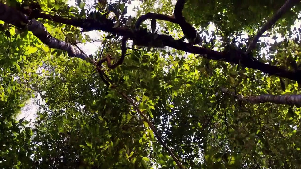 Amazonia - Abenteuer im Regenwald Trailer DF