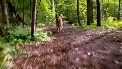 Schnüffel und das geheimnisvolle Spukschloss Trailer OV