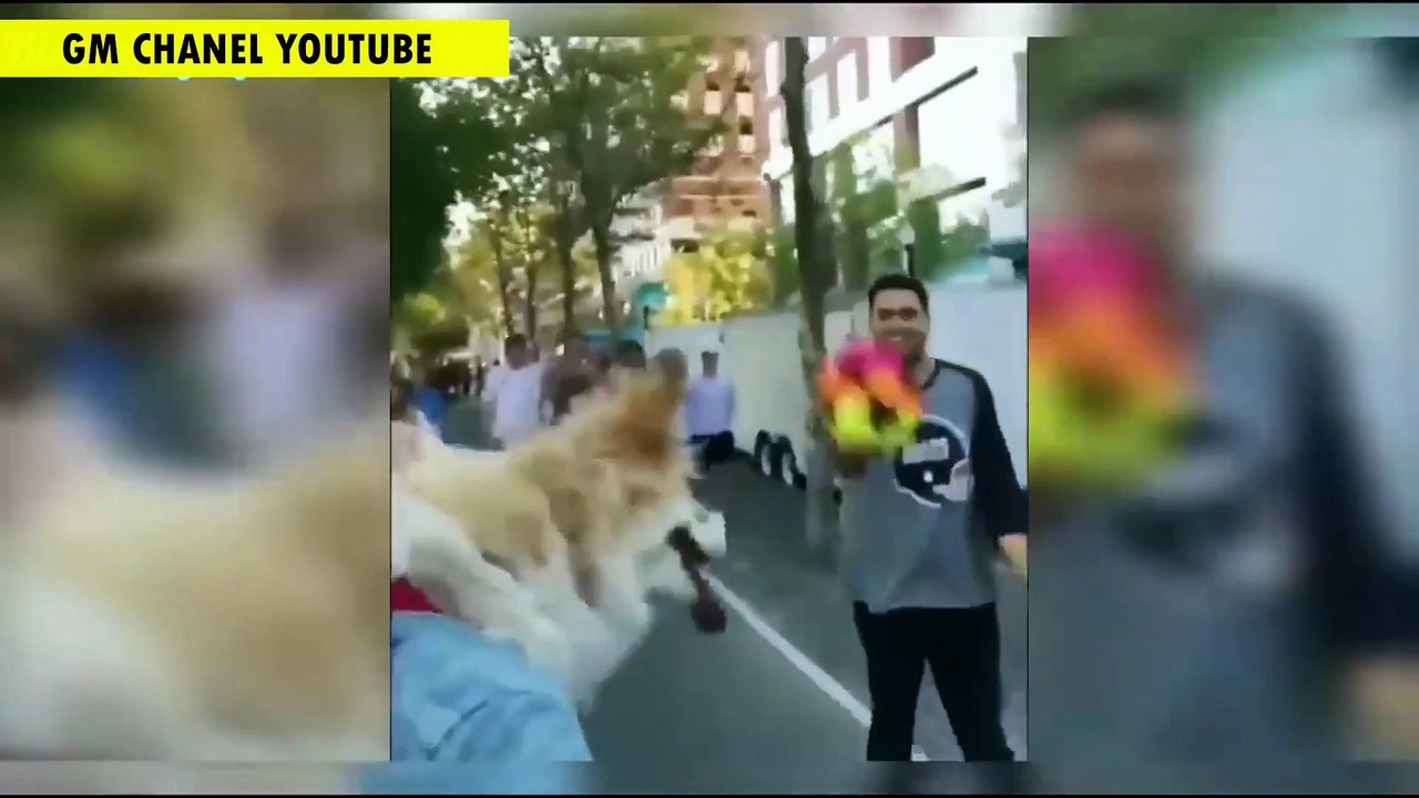 KUCING_DAN_ANJING_JOGET_KUMPULAN_VIDEO_LUCU_HEWAN_JOGET_TIKTOK_2021(1080p)