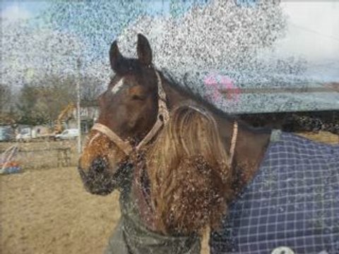 cheval equitation cso saut obstacle chevaux poney