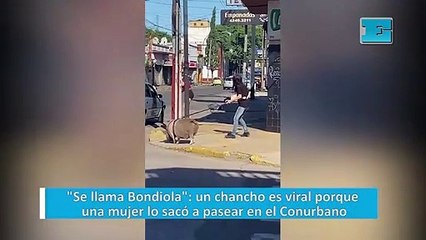 "Se llama Bondiola": un chancho es viral porque una mujer lo sacó a pasear en el Conurbano