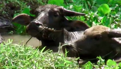 Buffalo Girls Trailer OV