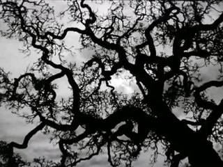 Crooked Beauty Trailer OV