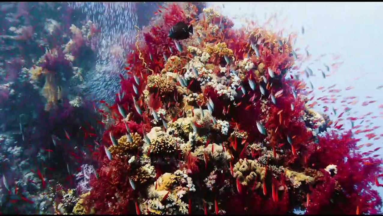 Afrika - Das magische Königreich Trailer DF