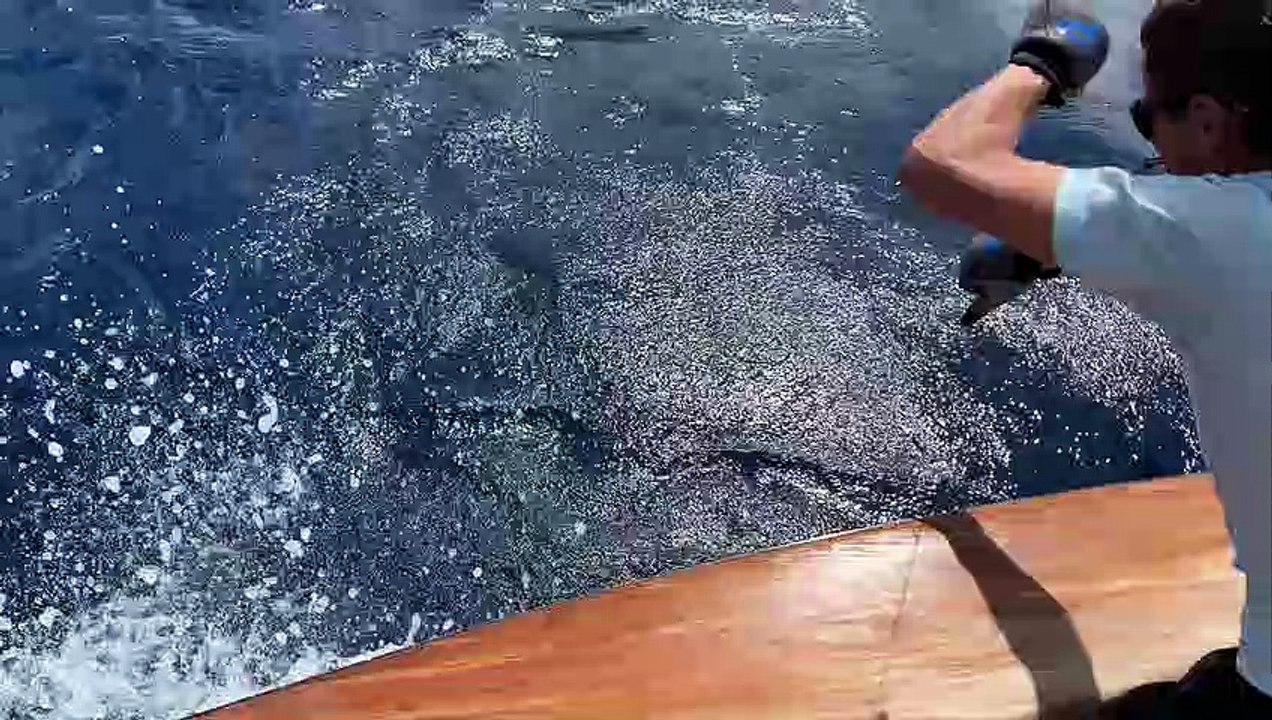 The Release: Marlin Fishing Transcends the Challenges We Face in Our Lives