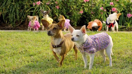 Beverly Hills Chihuahua 2 Trailer OV