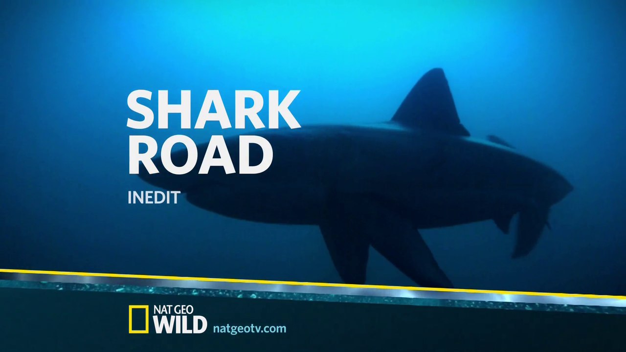 Shark Road