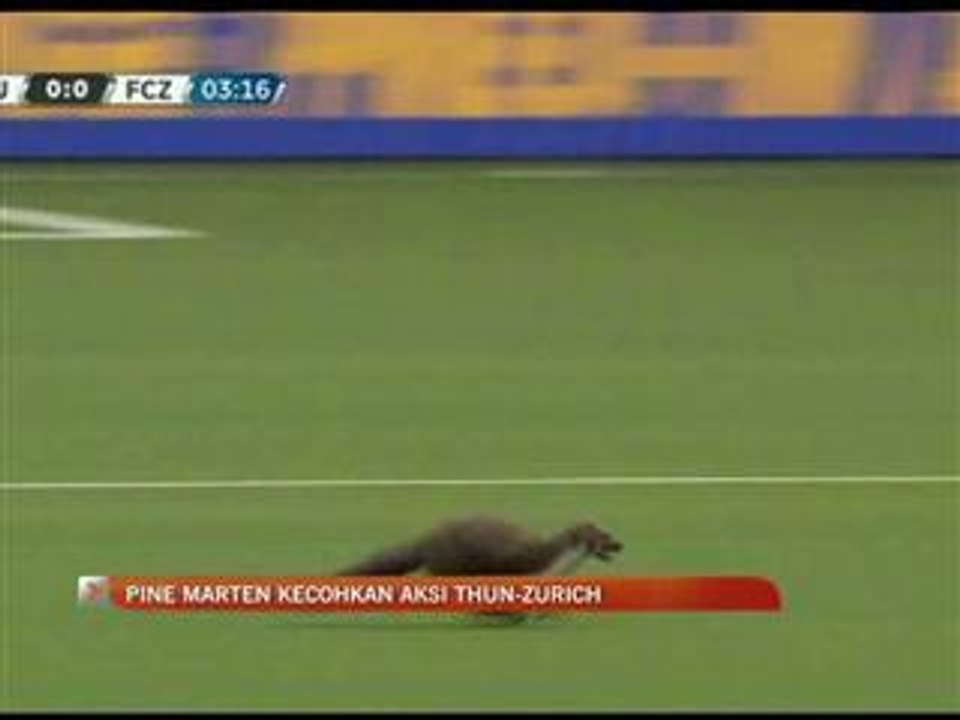 Pine Marten kecohkan aksi Thun-Zurich