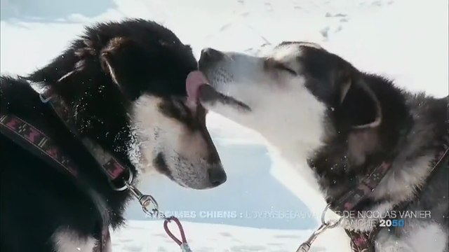 Avec mes chiens : l'odyssée sauvage de Nicolas Vanier - b2a