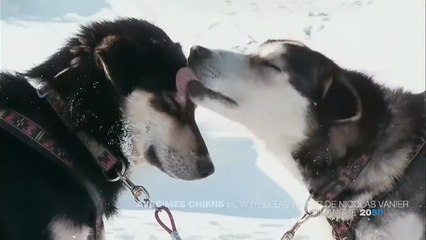Avec mes chiens : l'odyssée sauvage de Nicolas Vanier - b2a