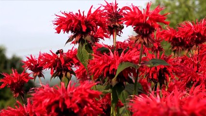 Welcome to Happy Valley Trailer (2) OV