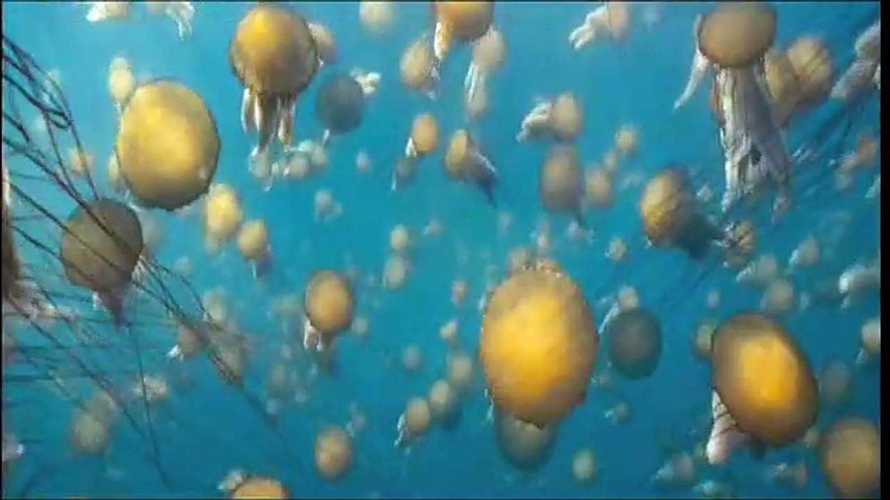 Unsere Ozeane Trailer DF