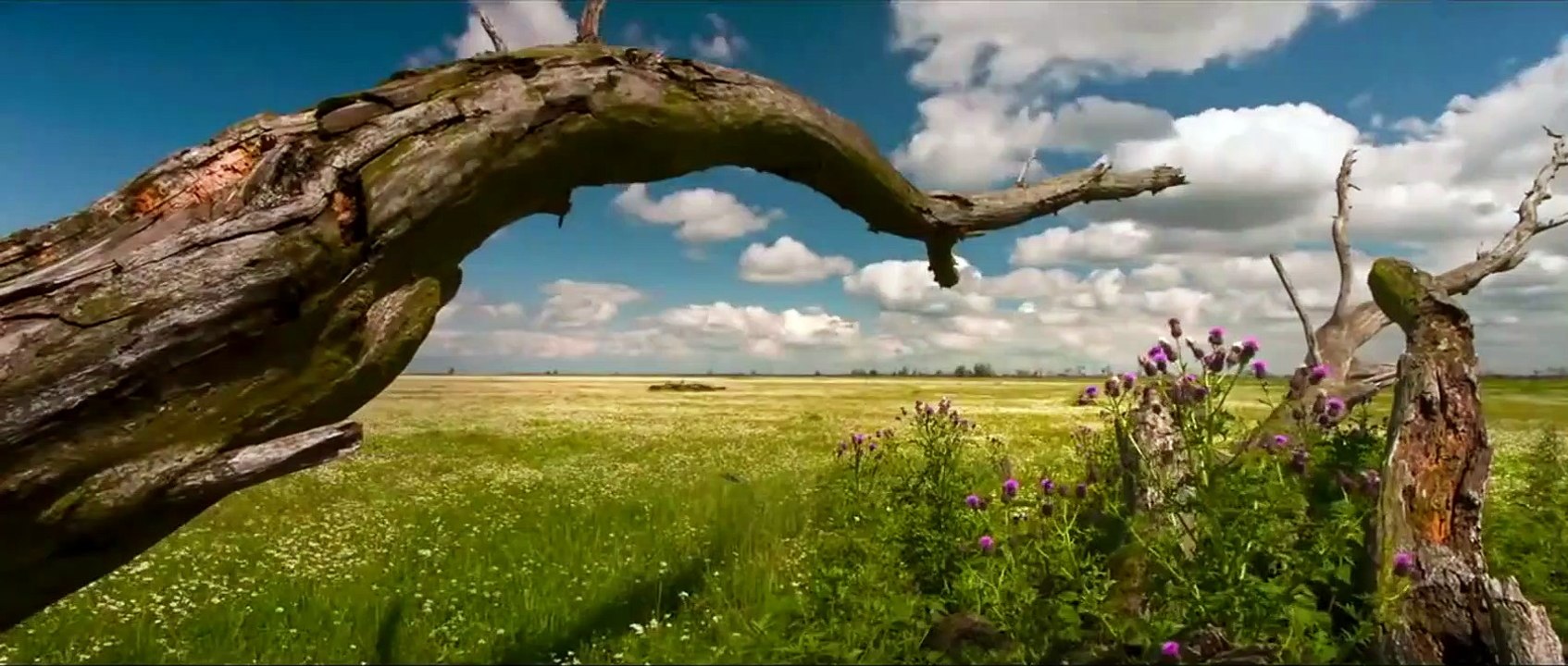 Die neue Wildnis - Große Natur in einem kleinen Land Trailer (2) OV