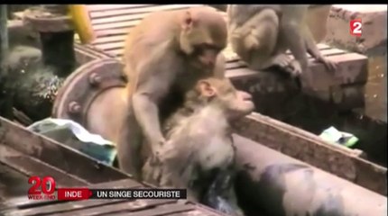 Le zapping du 22/12 : Le héros du jour : Un macaque réanime l’un de ses congénères