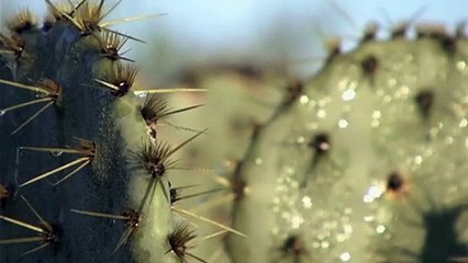 A Fragile Trust Trailer OV