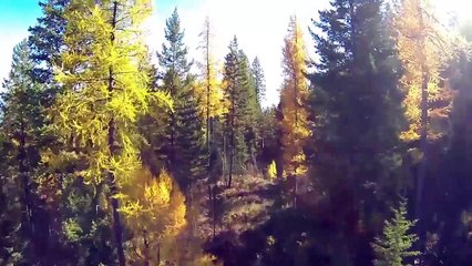 Discovering Bigfoot Trailer OV