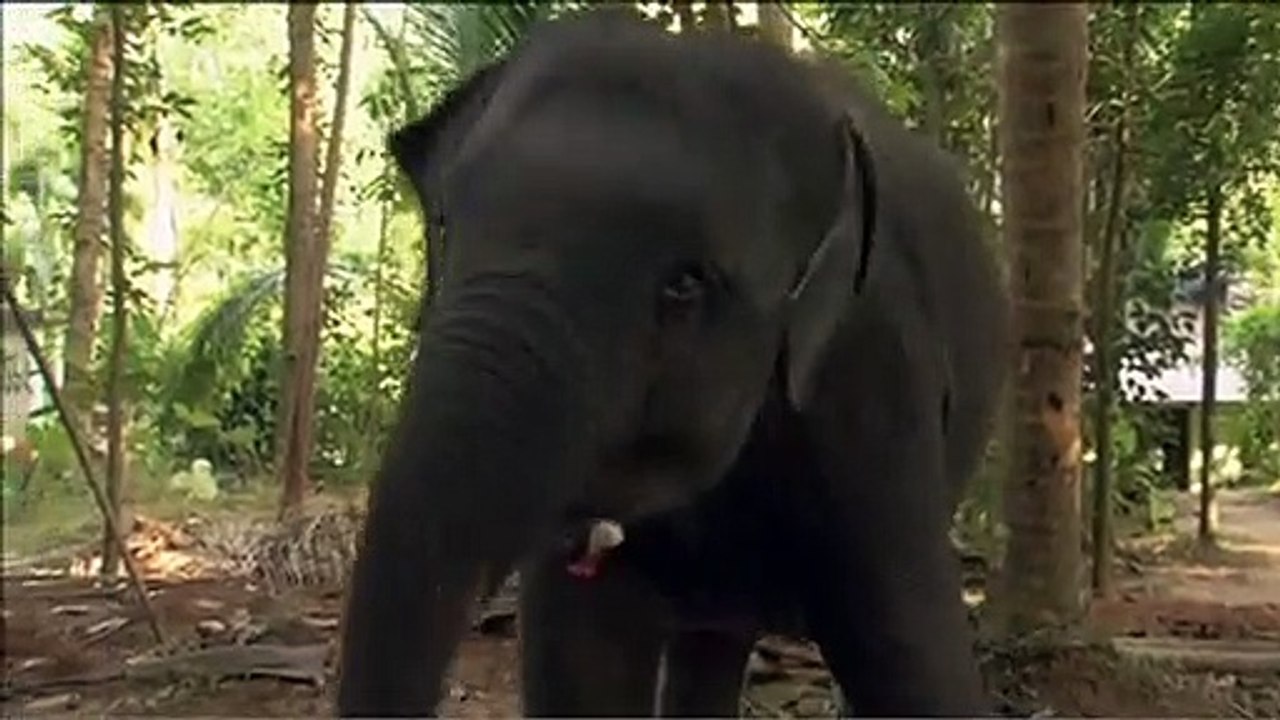 Chandani und ihr Elefant Trailer DF