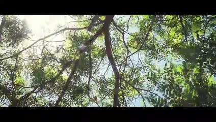 Oranges and Sunshine Trailer OV