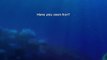 Findet Nemo 2: Findet Dory Motion-Poster OV
