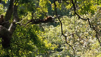 Im Reich der Affen Trailer (3) OV