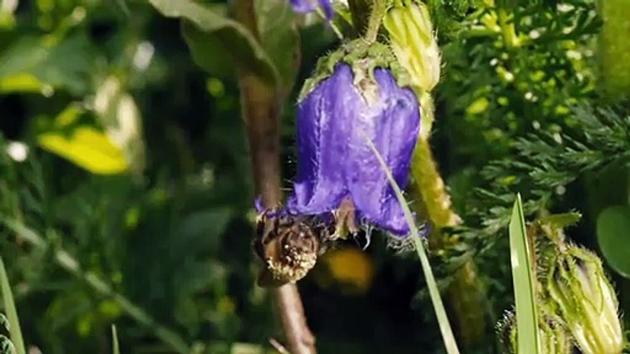 More than Honey Trailer DF