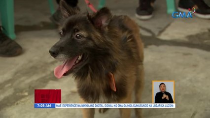 Mga asong na-rescue sa Q.C., sinasanay para maging community service dogs | UB