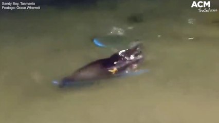 Seal spotted playing in bioluminescent waters off Sandy Bay, Tasmania | March 9, 2022 | ACM
