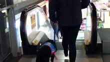 It's this Illawarra assistance dog's first time on an escalator
