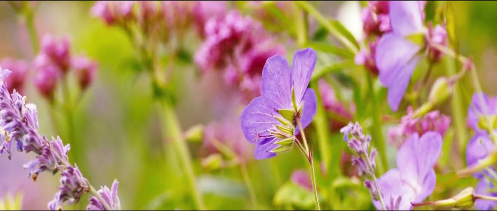 Am grünen Rand der Welt Trailer DF