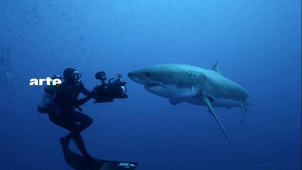 DANS LE SILLAGE DES REQUINS - arte 01/01