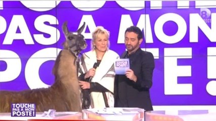 Zapping hebdo : Bernard le lama dans Touche pas à mon poste