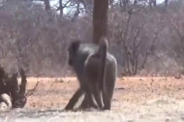 almost devoured by a lion