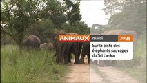 Sur la piste des éléphants sauvages du Sri Lanka