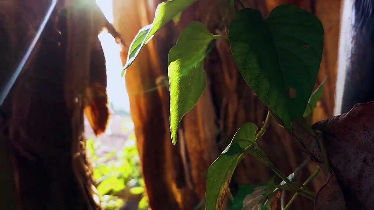 CINEMATIC ALAM 30 DETIK _ CINEMATIC PAGI _ NATURE CINEMATIC VIDEO