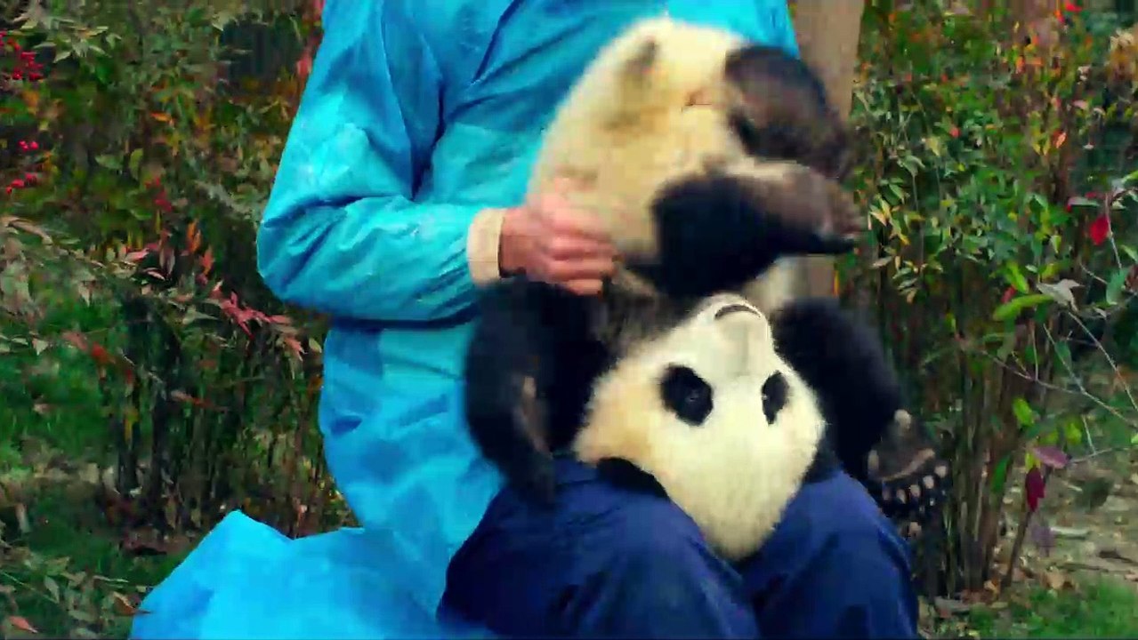 Pandas Teaser OV