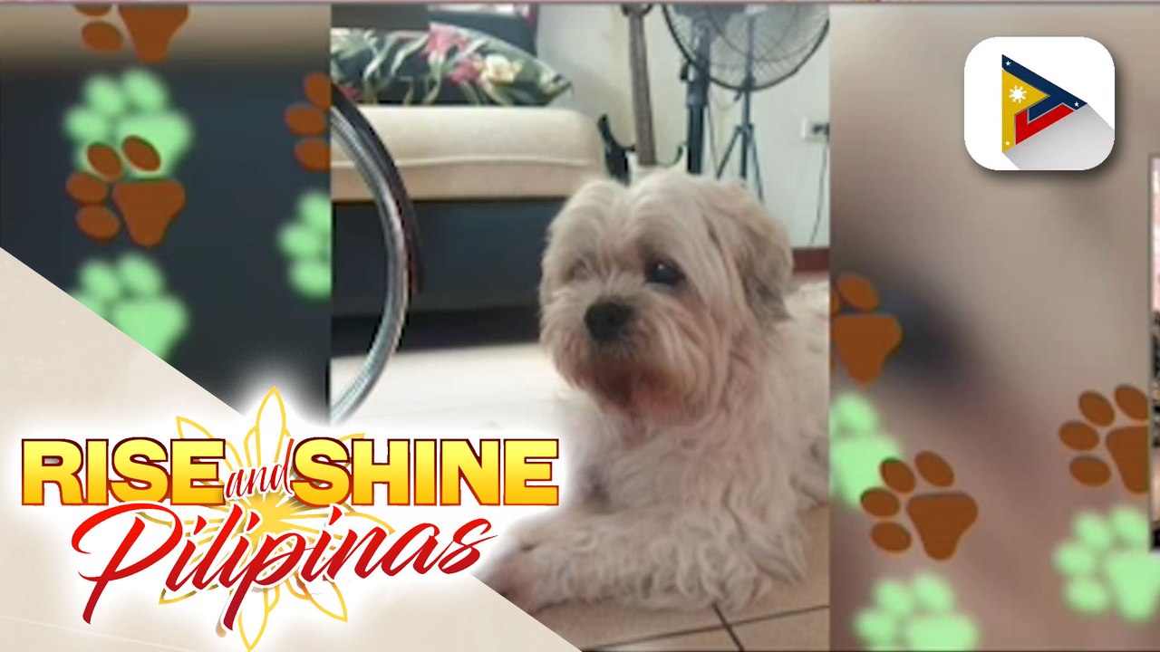 Makipagkulitan kasama ang smiling shih tzu na si Shaun