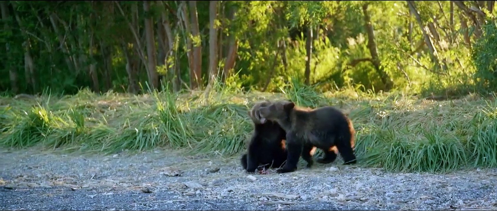 Im Land der Bären Trailer DF