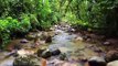 Amazon 4k - The World’s Largest Tropical Rainforest Part 2 - Jungle Sounds - Scenic Relaxation Film