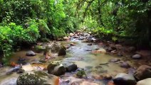 Amazon 4k - The World’s Largest Tropical Rainforest Part 2 - Jungle Sounds - Scenic Relaxation Film