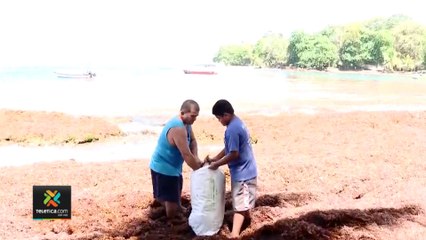 tn7-Agricultores aprovechan llegada de algas al Caribe Sur para recolectarlo-080322