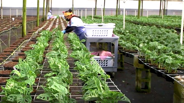 Americans kill nearly half their houseplants. So why do we still spend billions on them each year?