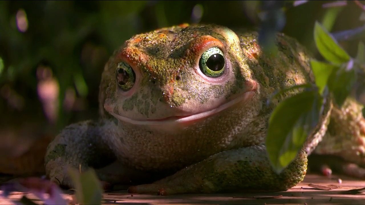 Garden Party Trailer OV