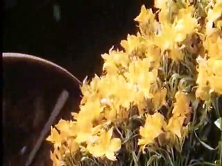 Die Schwestern Bronte Trailer OV