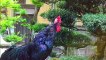 Rooster Crowing Compilation - Rooster crowing sounds Effect 2022