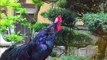 Rooster Crowing Compilation - Rooster crowing sounds Effect 2022