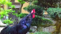 Rooster Crowing Compilation - Rooster crowing sounds Effect 2022