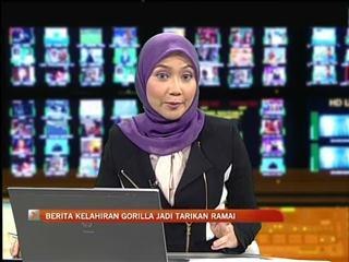 Gorila lahirkan anak di zoo