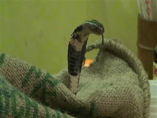 Year of Snake sees serpent sales soar in Hong Kong