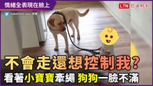「不會走還想控制我？」小寶寶牽繩想散步　狗狗一臉不滿
