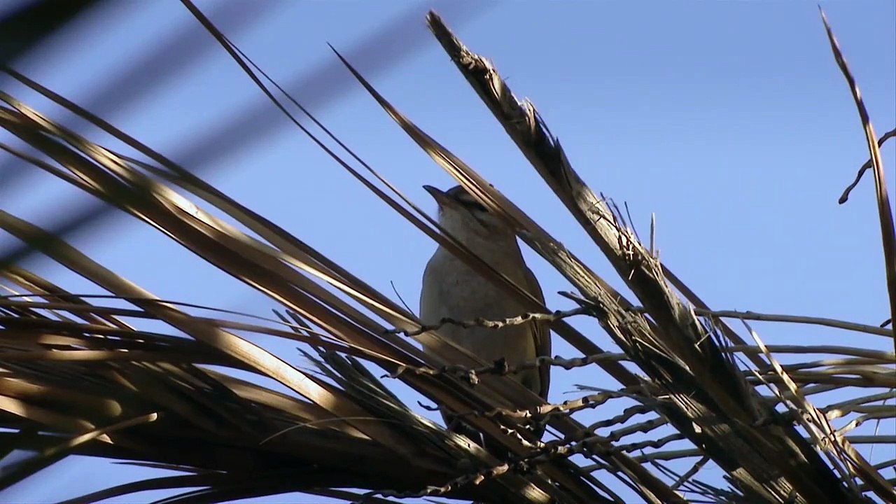 Desert Inspiration Trailer DF